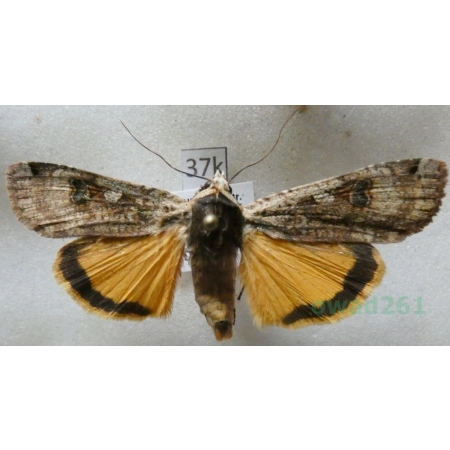 Noctua pronuba (Linnaeus, 1758) Rolnica tasiemka Czech37k